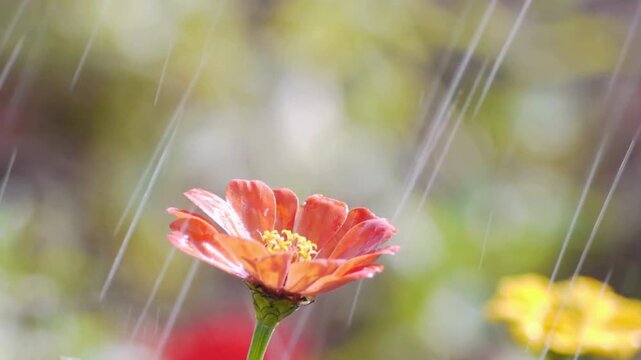 Beautiful orange zinnia and purple cosmos flowers swaying gently under falling rain in a soft bokeh garden setting.