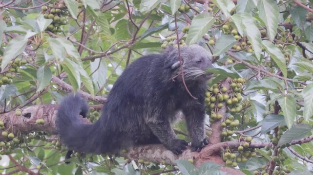 Rare Encounter: Wild Binturong Feasting on Figs in the Forest Canopy