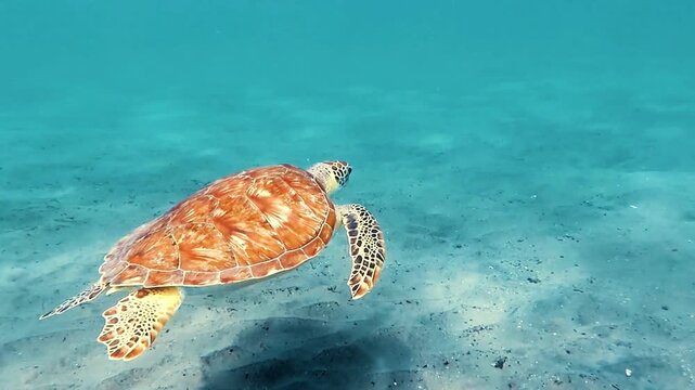 A large green sea turtle swims gracefully through clear turquoise water over a sandy seabed in a peaceful underwater scene.