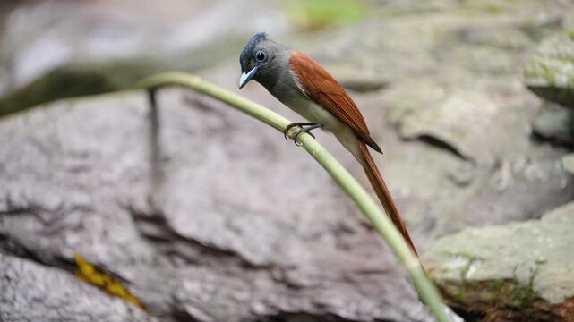Asian Paradise Flycatcher bird on a branch