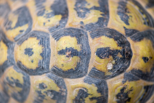 imagen detalle textura caparaz&oacute;n de tortuga terrestre salvaje 