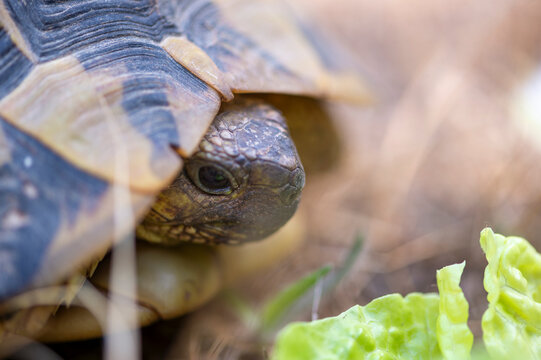 imagen detalle cabeza de tortuga terrestre en la naturaleza. 