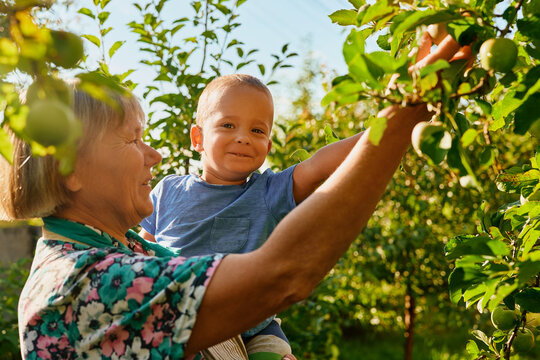 Grandmother holds her smiling grandson while picking apples in an orchard. The sun shines through the trees as they enjoy their time together