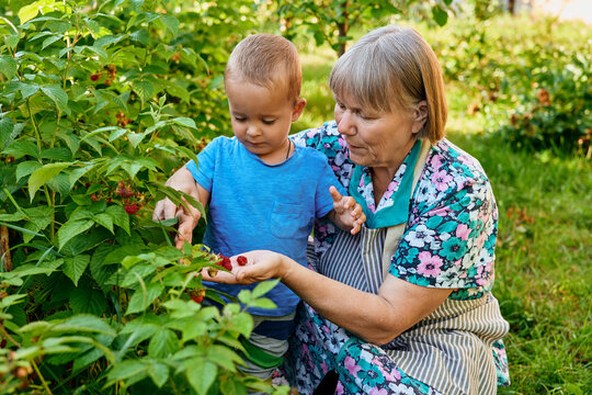 A child and grandmother gather ripe raspberries together in a garden on a warm summer afternoon. They enjoy the activity and share smiles while picking fruits