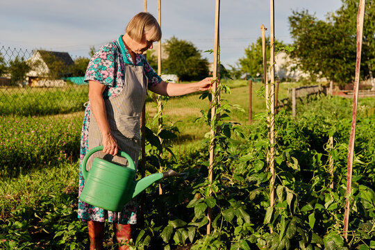 An elderly woman is watering bean plants in her garden. The sun shines down as she focuses on her task. The landscape includes trees and a few houses in the background
