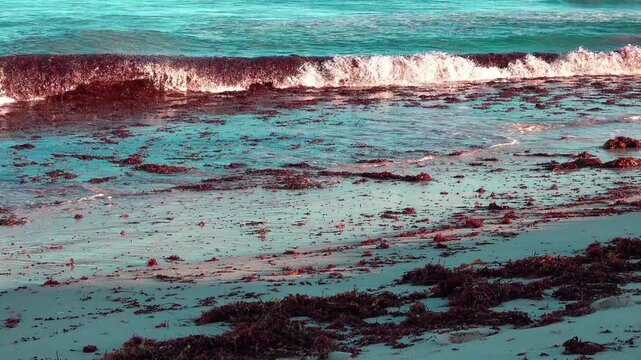 Gentle ocean waves rolling onto a sandy beach covered with brown sargassum seaweed at sunset.
