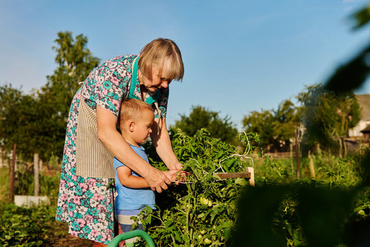 A grandmother shows her grandson how to pick ripe tomatoes in a garden. They enjoy the sunshine and the green plants around them. Both are focused on their task