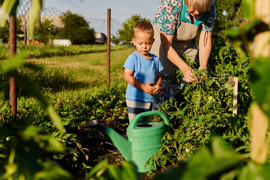 A child stands nearby while an adult checks tomato plants in a garden. They are both focused on gardening tasks under bright sunlight