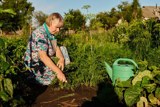 A person is working in a garden, pulling out weeds and caring for plants in a sunny environment. A green watering can is nearby on the ground