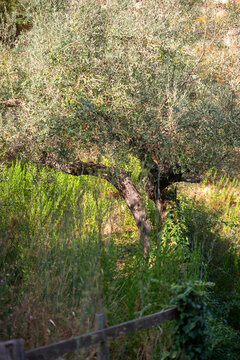 olivar entre vegetaci&oacute;n, eco, naturaleza 
