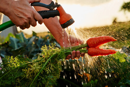 A person holds freshly harvested carrots while washing them with a hose. The sun sets in the background, shining on the garden with green plants