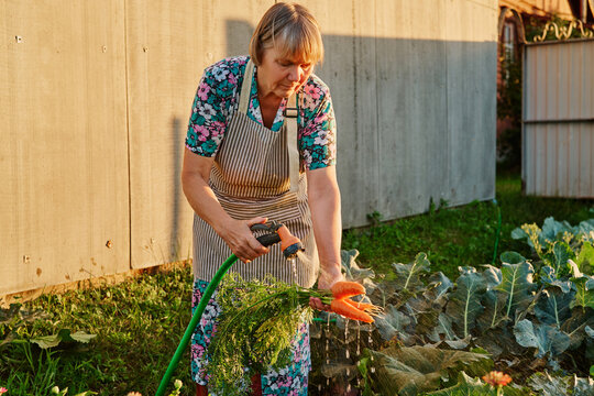 A woman in a floral dress and apron waters carrots and other plants in a garden. The scene takes place in a rural area during late afternoon