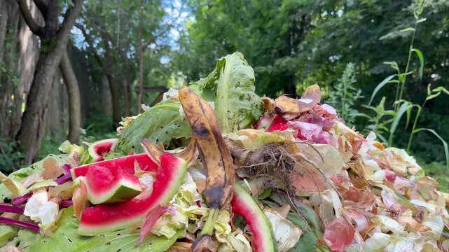 Hand placing organic kitchen waste and watermelon rinds on compost heap outdoors, zero waste lifestyle.