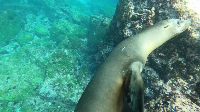 A curious Galapagos sea lion swims gracefully underwater through clear blue water and rocky reefs in the Galapagos Islands.