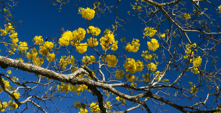 Uma bela &aacute;rvore chamada ip&ecirc;-amarelo