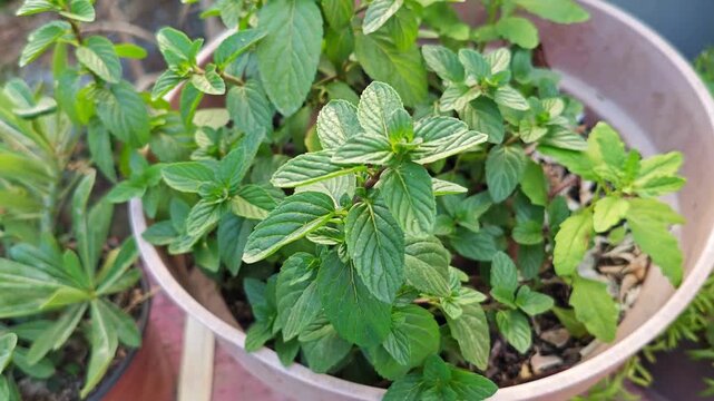 Close up of lush green peppermint leaves growing in a pink plastic pot outdoors in a garden setting.