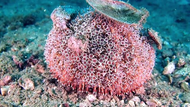 Macro shot of a colorful flower urchin with venomous pedicellariae crawling on the sandy seabed of a tropical coral reef ecosystem.