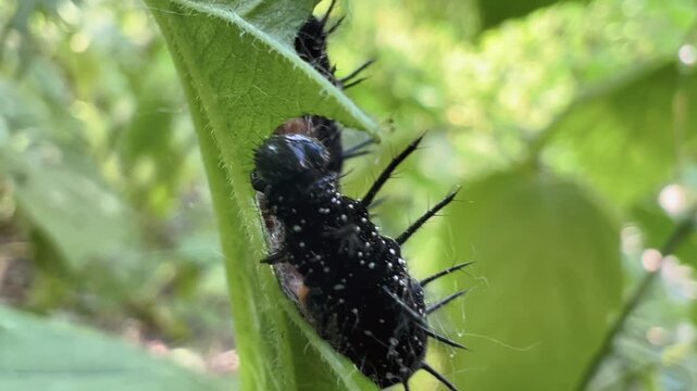 Black spiny caterpillar of Aglais urticae clinging to green nettle leaf in close-up macro view