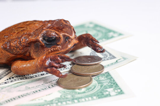 Toad resting on US dollars and coins. Symbolic concept of money luck, wealth, prosperity, abundance, financial success and feng shui inspired fortune.