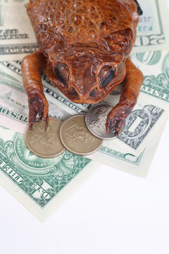 Money toad resting on US dollar banknotes and coins. Symbolic concept of wealth, prosperity, abundance, financial luck and feng shui inspired fortune.