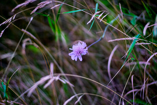 Close up shot of delicate purple knautia field scabious flower blooming in sunlit grass meadow