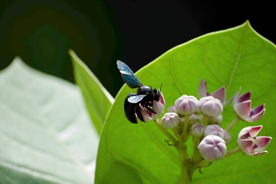 A carpenter bee flying toward crown flower buds on a green leaf