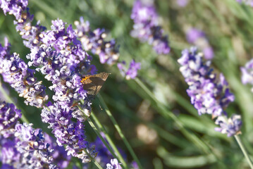 White-letter hairstreak (Satyrium w-album) butterfly perched on lavender in Zurich, Switzerland © Janine