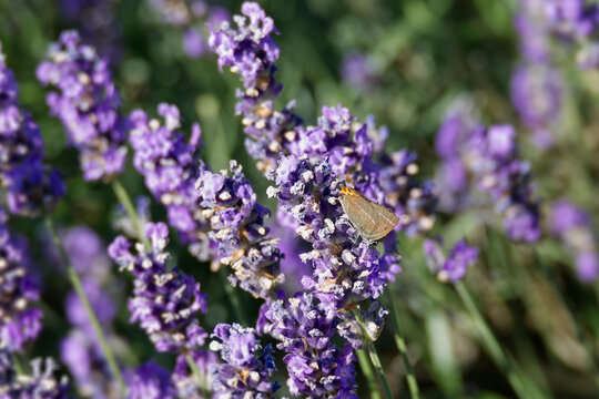 White-letter hairstreak (Satyrium w-album) butterfly perched on lavender in Zurich, Switzerland