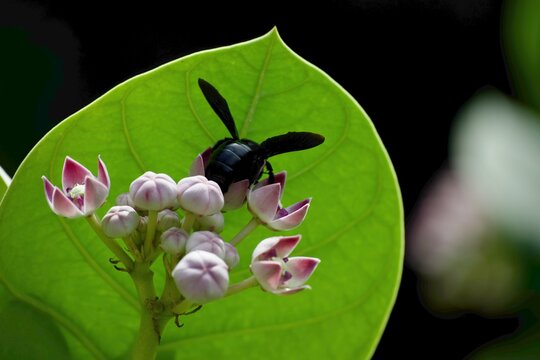 A black bee feeding on purple crown flower buds against a leaf