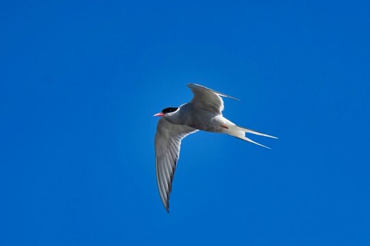 The Arctic tern (Sterna paradisaea) is a tern in the family Laridae. 
