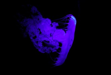 jellyfish © LanaD