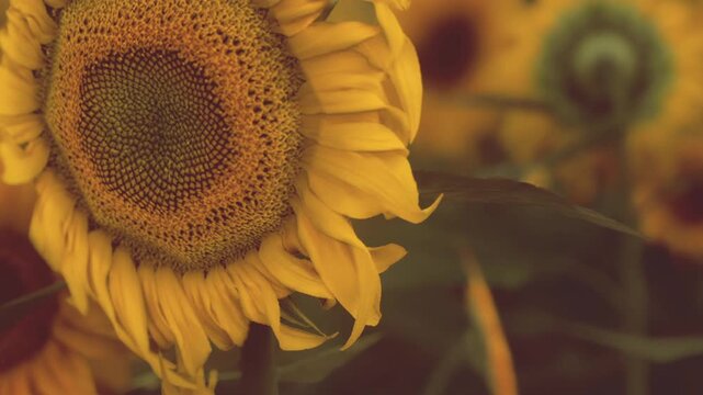 A sunflower is shown from the side, highlighting its round center and bright petals. Green leaves are visible behind the flower. This scene captures the essence of nature.