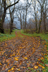 Naklejka premium Misty autumn forest path covered with fallen golden leaves on a foggy morning in the woodland