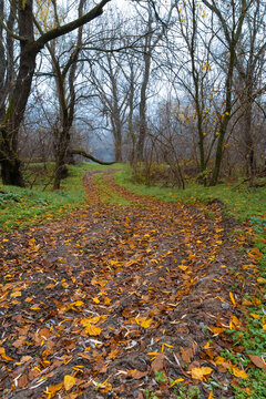 Misty autumn forest path covered with fallen golden leaves on a foggy morning in the woodland