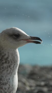 Gull bird portrait standing on a rocky shore by the bright blue ocean water under natural daylight