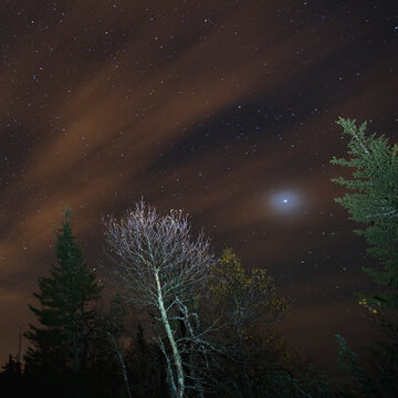 Bright Planet and Starry Sky Above a Boreal Forest at Night