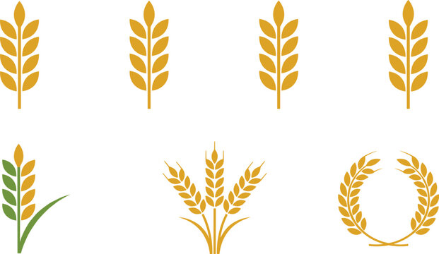 Golden yellow wheat stalk ear and wreath vector icon set for organic agriculture farming bakery graphic design