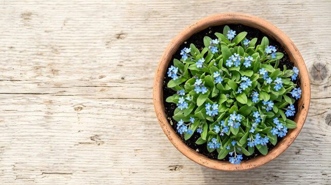 Top view of blue forget-me-not flowers in a terracotta pot on a rustic wooden table. Spring gardening flat lay. Copy space for text
