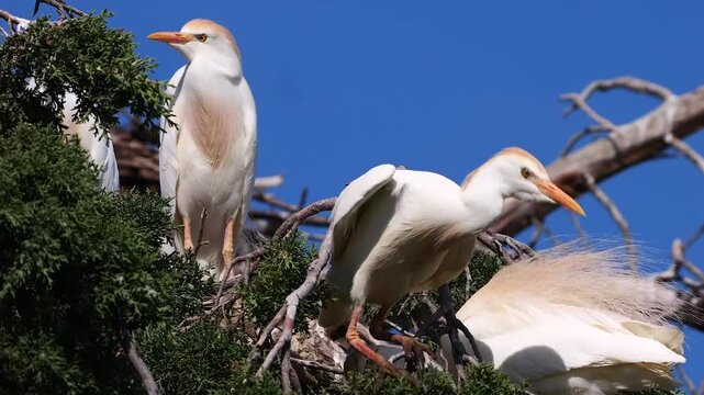 cattle egret or buff-backed heron, Bubulcus ibis, nesting in tree 190