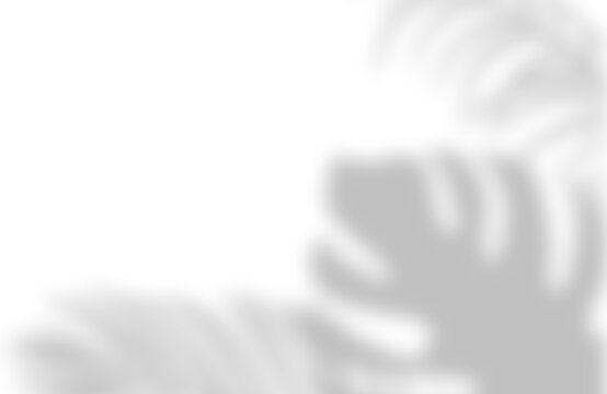 Soft tropical monstera leaf shadow overlay design element with cast on transparent background