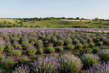 Naklejka premium A stunning view of a lavender field in full bloom during a sunny summer day