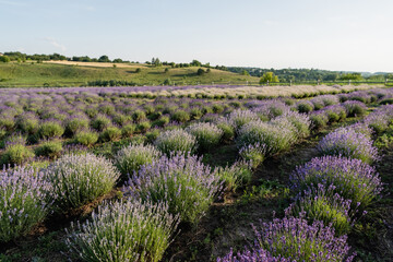 Naklejka premium A peaceful view features vibrant lavender blooms stretching across the countryside