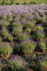 Naklejka premium Vibrant lavender flowers flourish in beautiful harmony, showcasing natures beauty