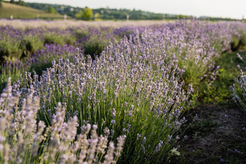 Fototapeta premium Vibrant lavender blooms flourish under a clear summer sky in a peaceful countryside