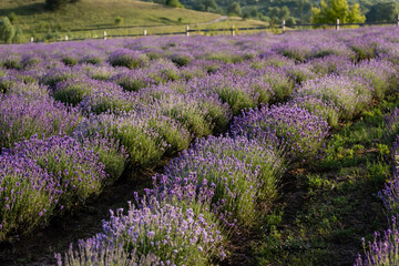 Naklejka premium A stunning view of vibrant purple lavender flowers stretching across the landscape