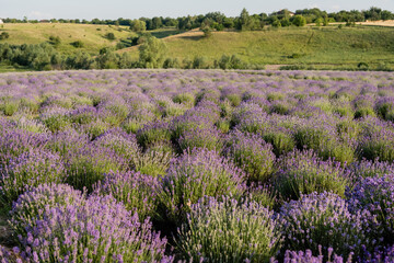 Naklejka premium Vibrant purple lavender blooms stretch endlessly across the countryside in summer