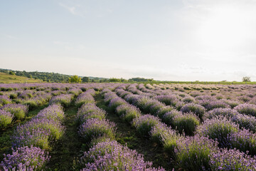 Naklejka premium Bright lavender flowers bloom in a peaceful countryside setting under a clear sky