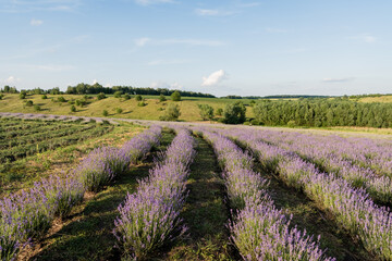 Naklejka premium A blooming lavender field stretches under a clear summer sky, embracing tranquility