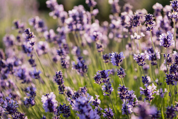 Fototapeta premium Vibrant purple lavender blooms fill the field, creating a serene summer landscape