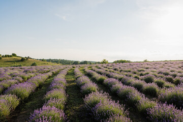 Naklejka premium A vast landscape filled with vibrant purple lavender blossoms thrives in summer light